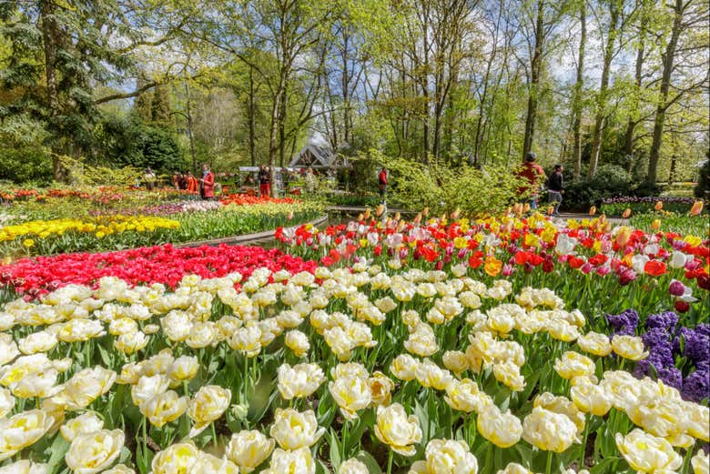 There's flowers as far as the eye can see!